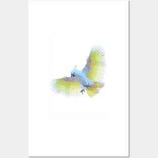 Cockatoo In Flight Artwork Posters and Art